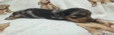 Miniature Dachshund 1