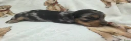 Miniature Dachshund dogs for sale: Stunning Litter of Silver Dapple Dachshund Pups  - Advert 4
