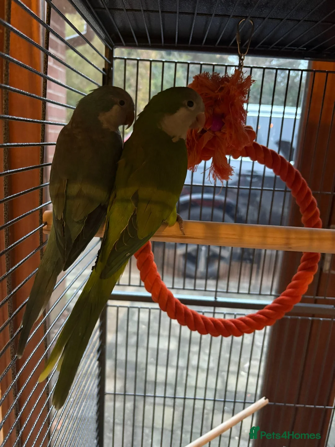 Parrots birds for sale: 2 x Quaker Parrots in Stoke-on-Trent - Advert 2