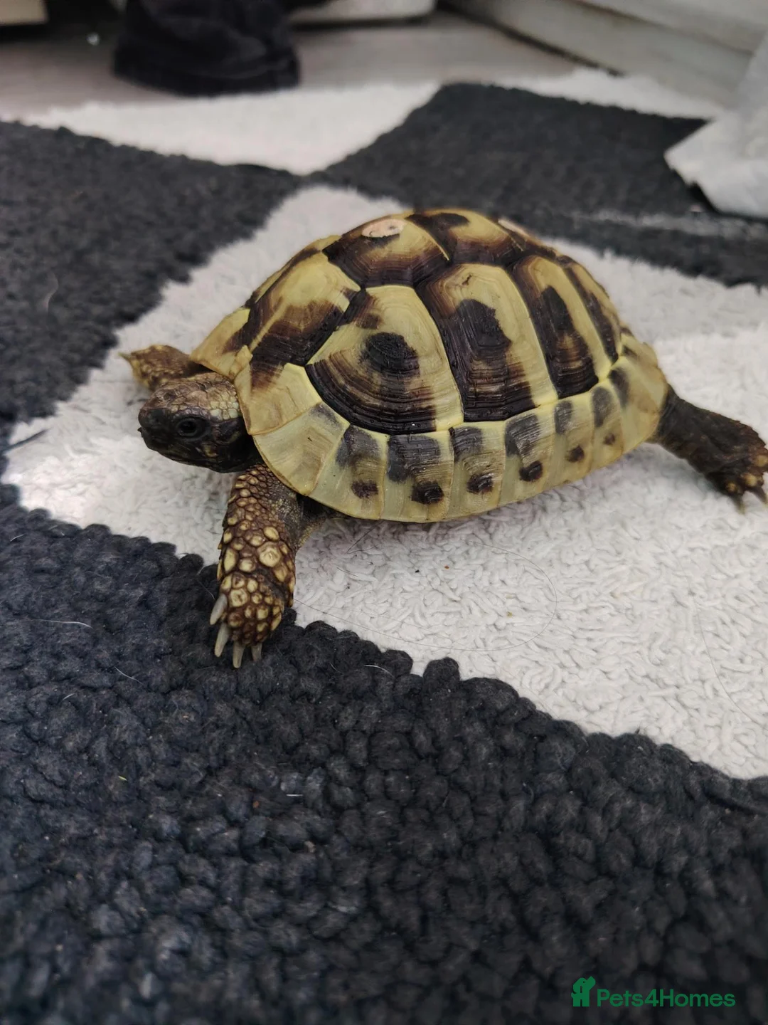 Hermann Tortoise reptiles for sale: Hermann Tortoise in Waterlooville - Advert 2