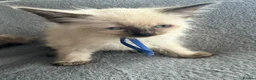 Ragdoll cats for sale: Beautiful ragdoll kittens ready now - Advert 9