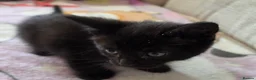 Mixed Breed cats for sale: Four adorable kittens - Advert 12