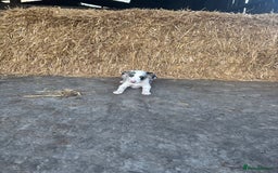 Bearded Collie dogs for sale: 2 collies for sale  - Image 7