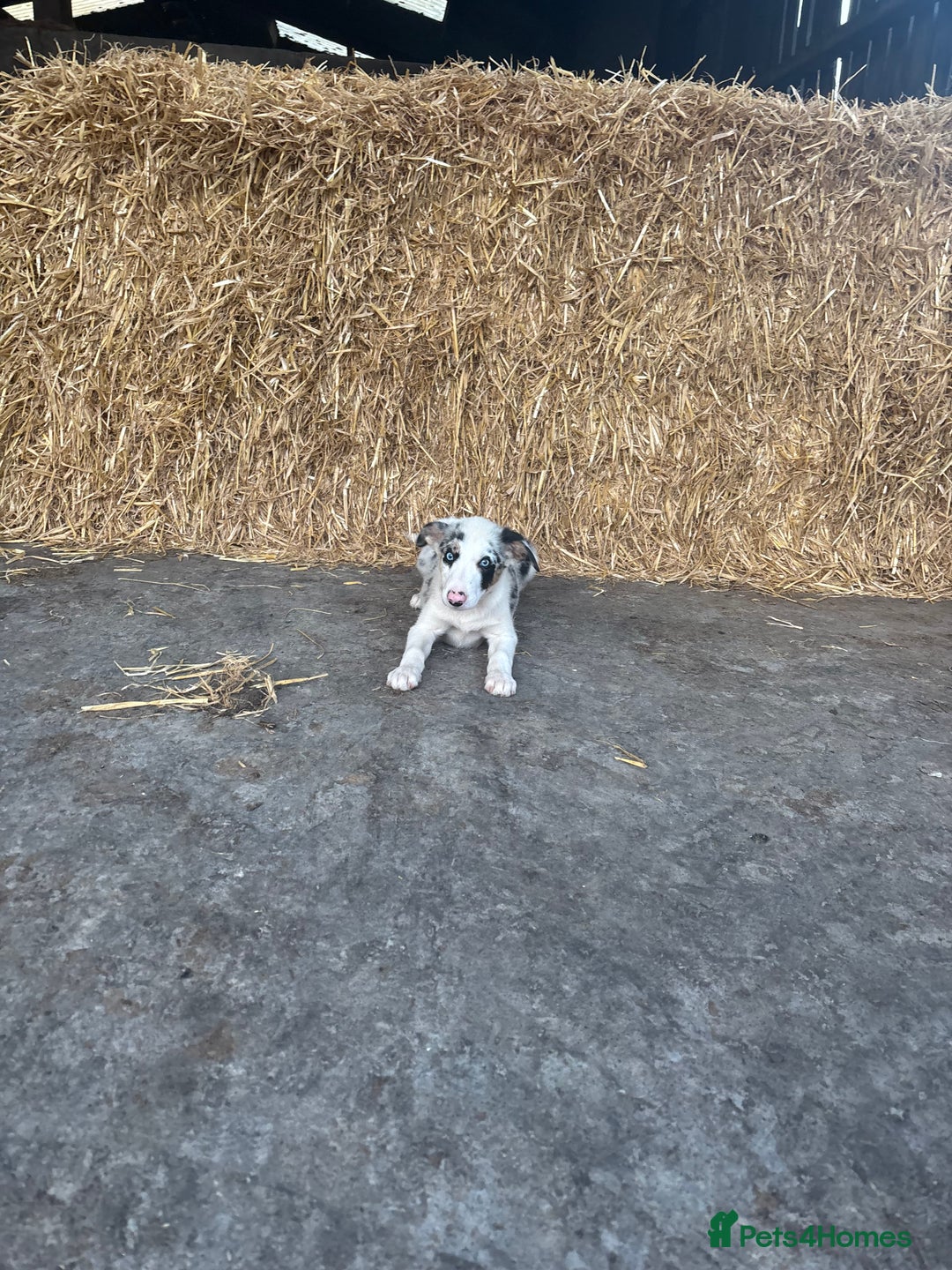 Bearded Collie dogs for sale: 2 collies for sale  - Image 7