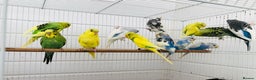 Budgerigars birds for sale: Beautiful baby budgies for sale. - Advert 13