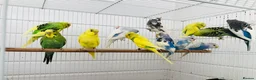 Budgerigars birds for sale: Beautiful baby budgies for sale. - Advert 13
