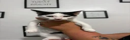 British Shorthair cats for adoption: 💔 RESCUE CRISIS KITTENS 💔 - Advert 6
