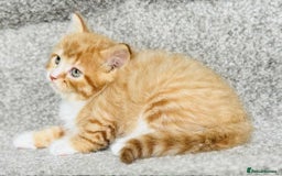Mixed Breed cats for sale: Stunning Turkish angora x Maine coon - Image 15