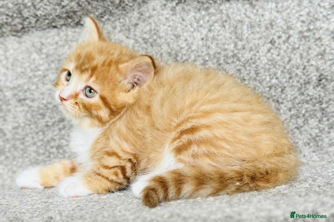 Mixed Breed cats for sale: Stunning Turkish angora x Maine coon - Image 15