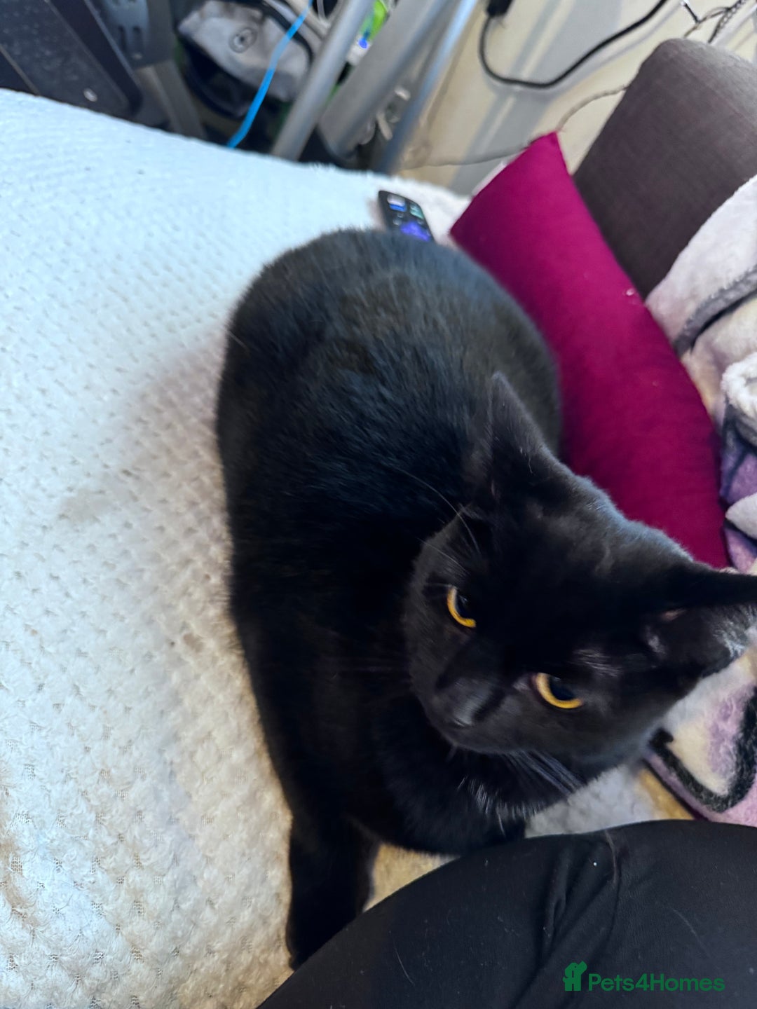 Mixed Breed cats for adoption: FREE rescue cats  looking for a new home  - Image 3