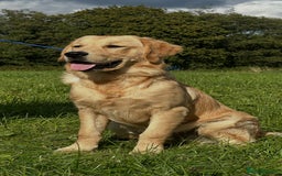 Golden Retriever dogs for sale: (Teddy) male golden retriever for sale - Image 3