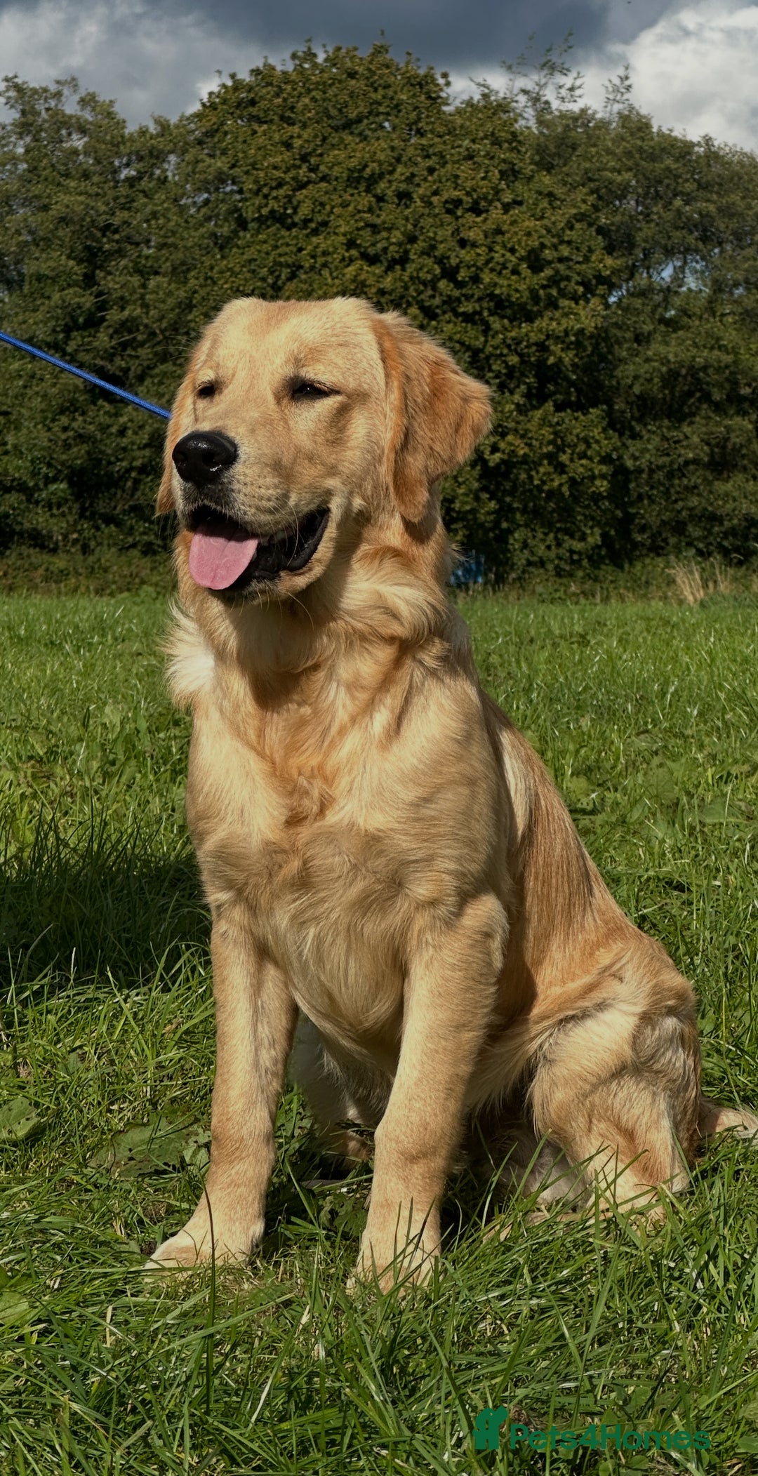 Golden Retriever dogs for sale: (Teddy) male golden retriever for sale - Image 3