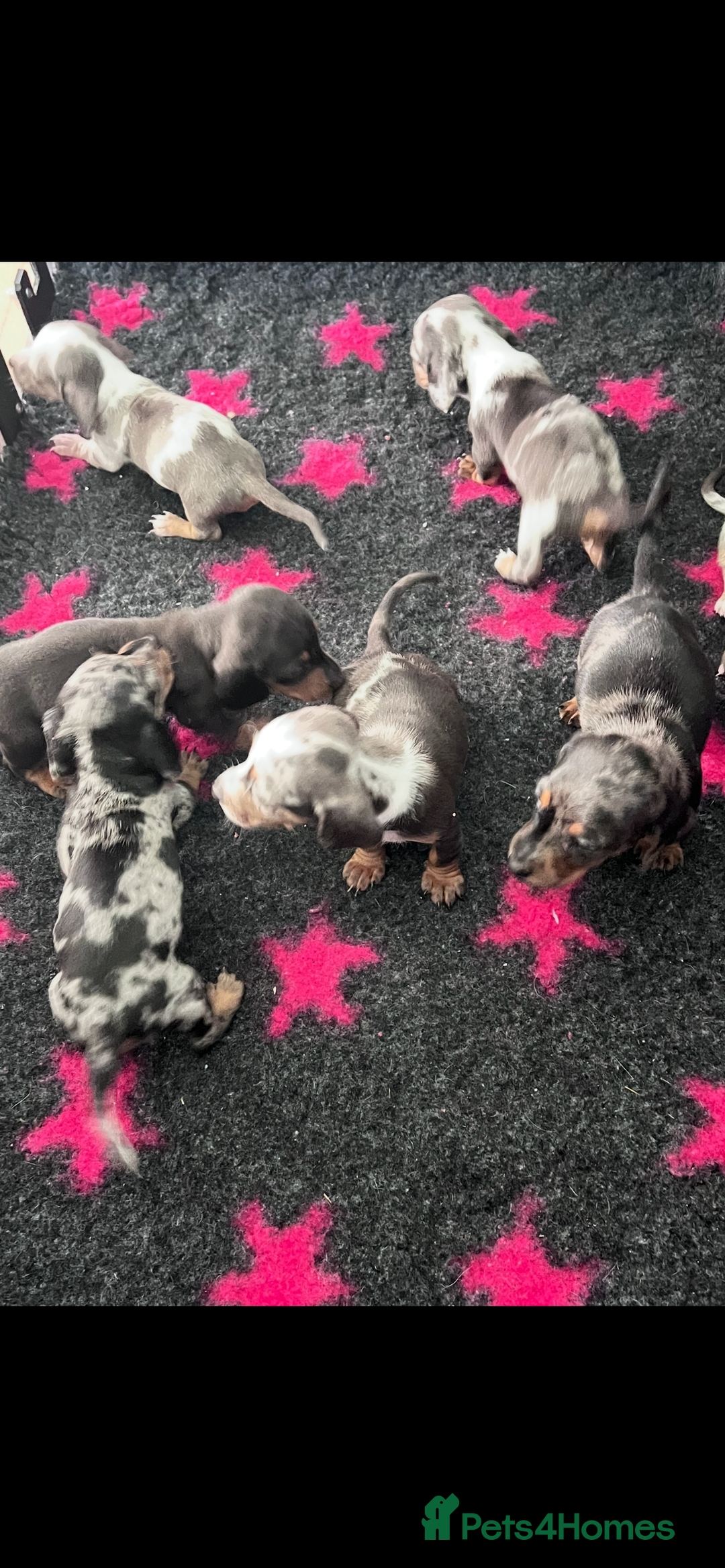 Miniature Dachshund dogs for sale: Beautiful sausages available - Image 8