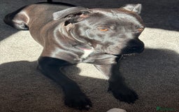 Staffordshire Bull Terrier dogs for sale: Staffy girl nearly 2 years old  - Image 4