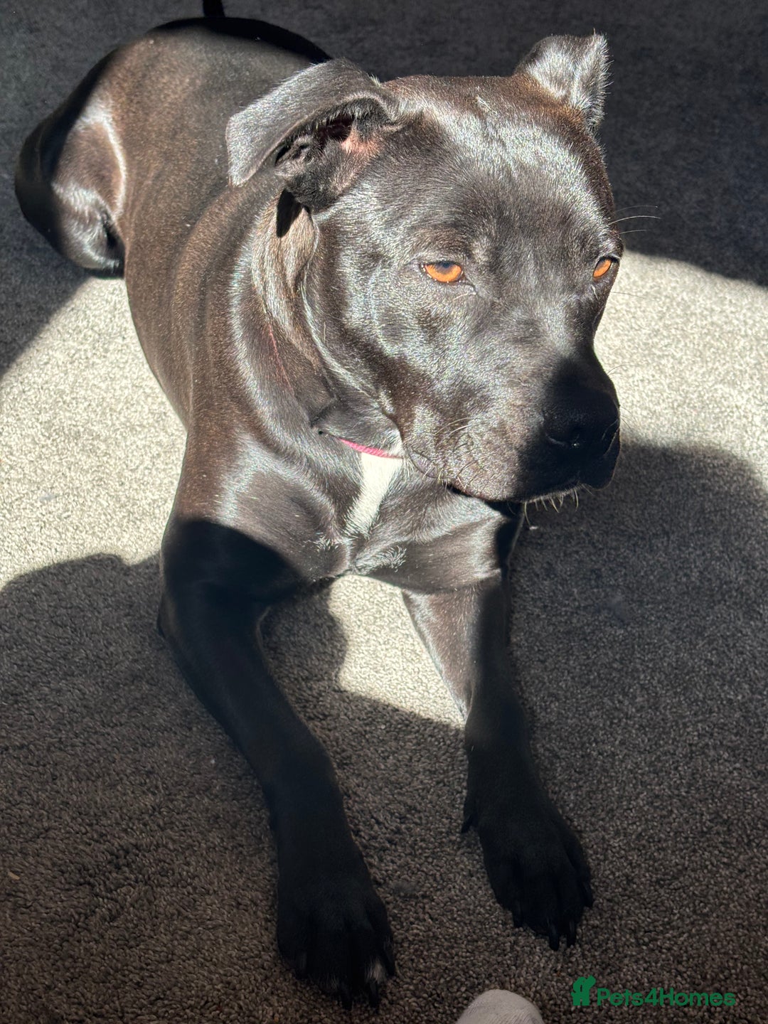 Staffordshire Bull Terrier dogs for sale: Staffy girl nearly 2 years old  - Image 4