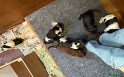 Sprocker dogs for sale: Beautiful Sprocker Spaniel puppies  - Image 4