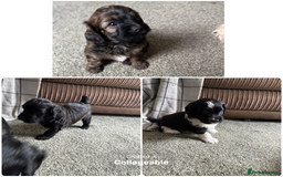 Shihpoo dogs for sale: 4 shihpoo males  in Telford - Image 1