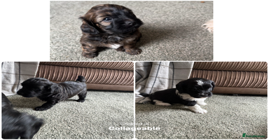 Shihpoo dogs in Telford - Advert 1