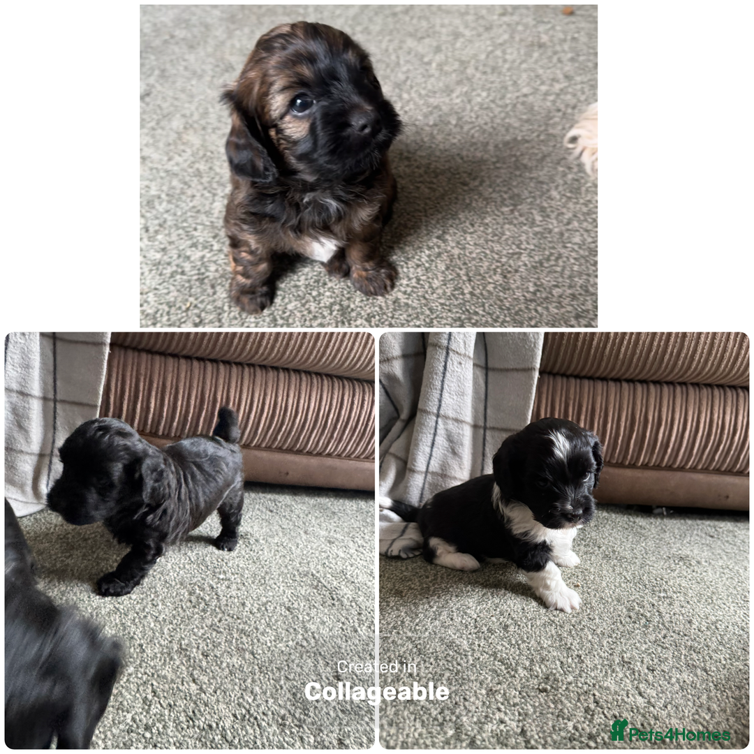 Shihpoo dogs for sale: 4 shihpoo males  in Telford - Image 1