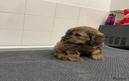 Cockapoo dogs for sale: F1 Toy Cockapoos - Image 11