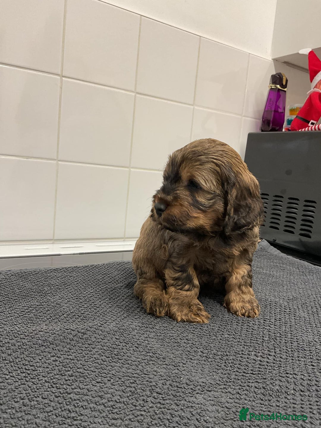 Cockapoo dogs for sale: F1 Toy Cockapoos - Image 11