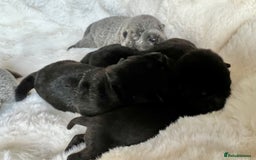 Mixed Breed dogs for sale: ChowPei Pups  - Image 7