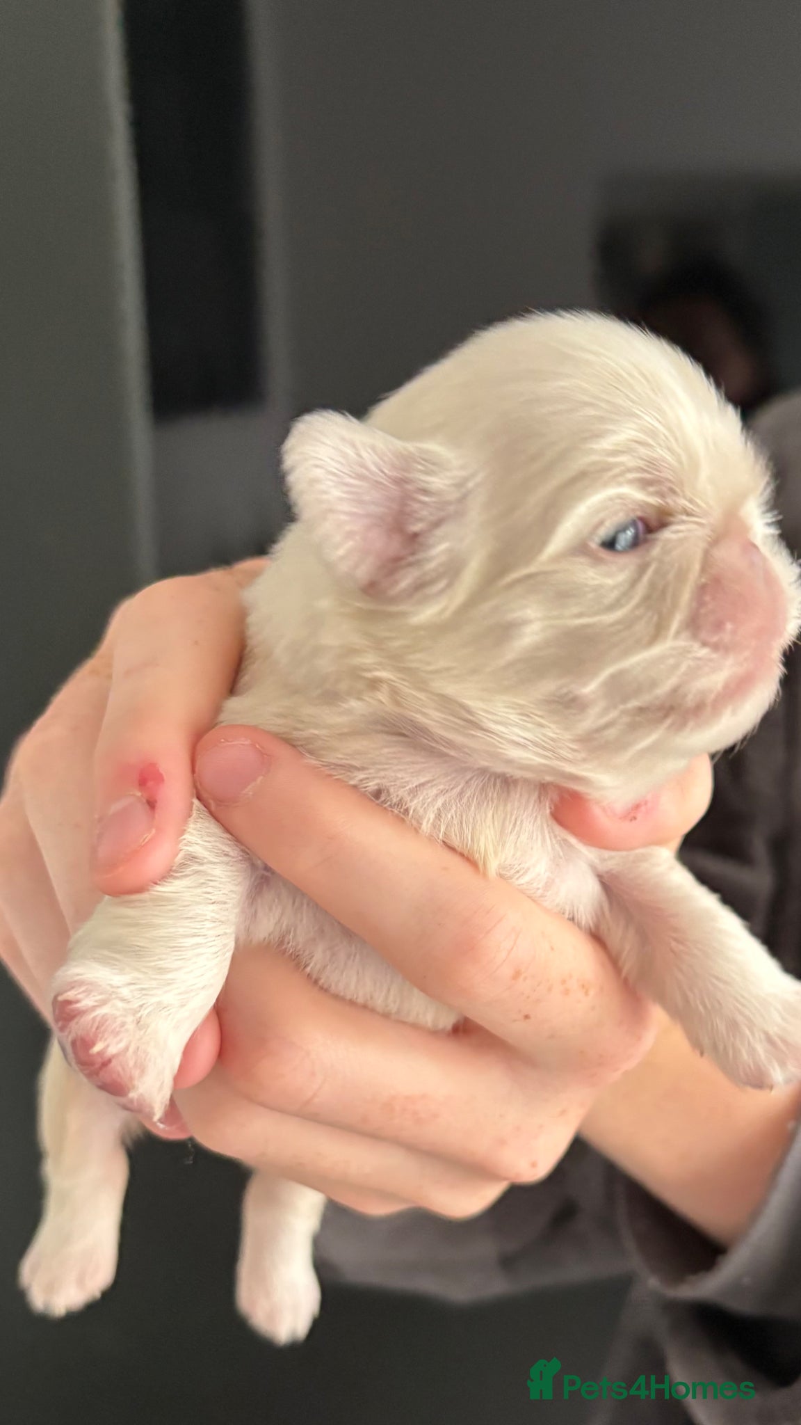 Pug dogs for sale: Last little pug puppy  - Advert 2