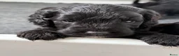 Sproodle dogs for sale: Adorable ethically bread, F1 toy sproodle puppies  - Advert 2