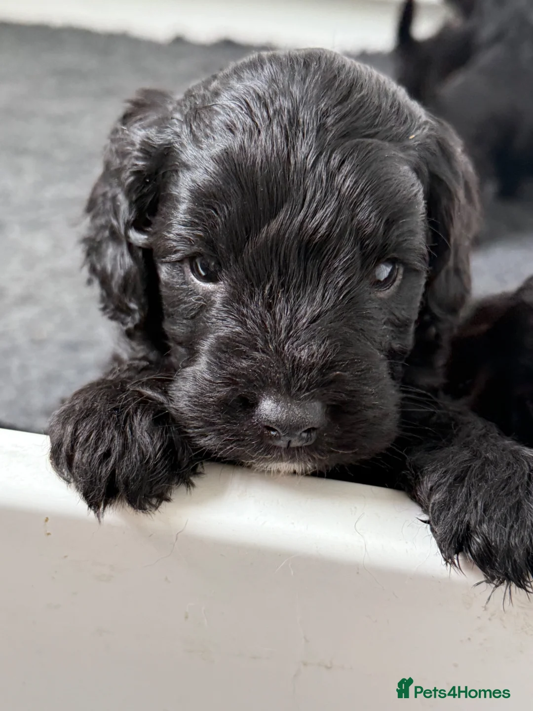Sproodle dogs for sale: Adorable ethically bread, F1 toy sproodle puppies  - Advert 2