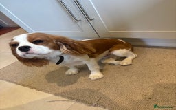 Cavalier King Charles Spaniel dogs for sale: King Charles cavalier - Male - Image 2