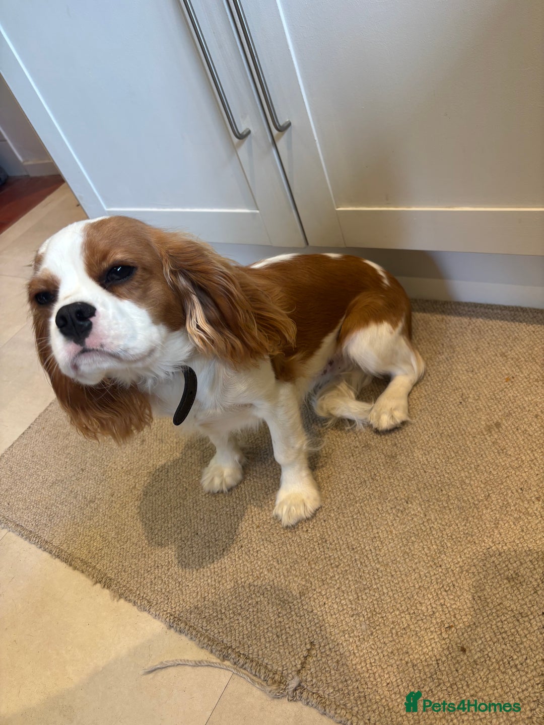 Cavalier King Charles Spaniel dogs for sale: King Charles cavalier - Male - Image 2