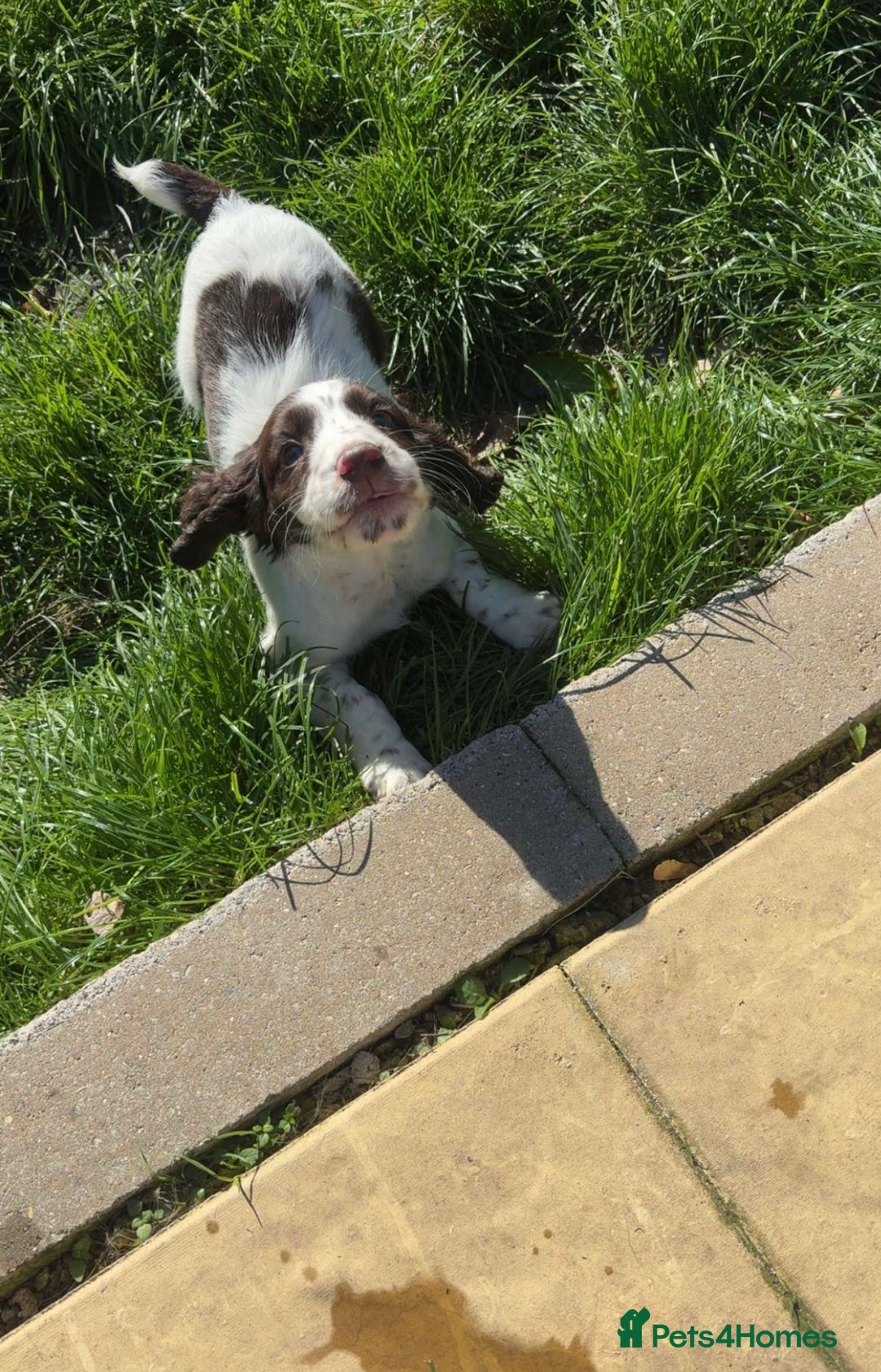 Cocker Spaniel dogs for sale: Working Cocker Spaniel Puppies  - Image 10