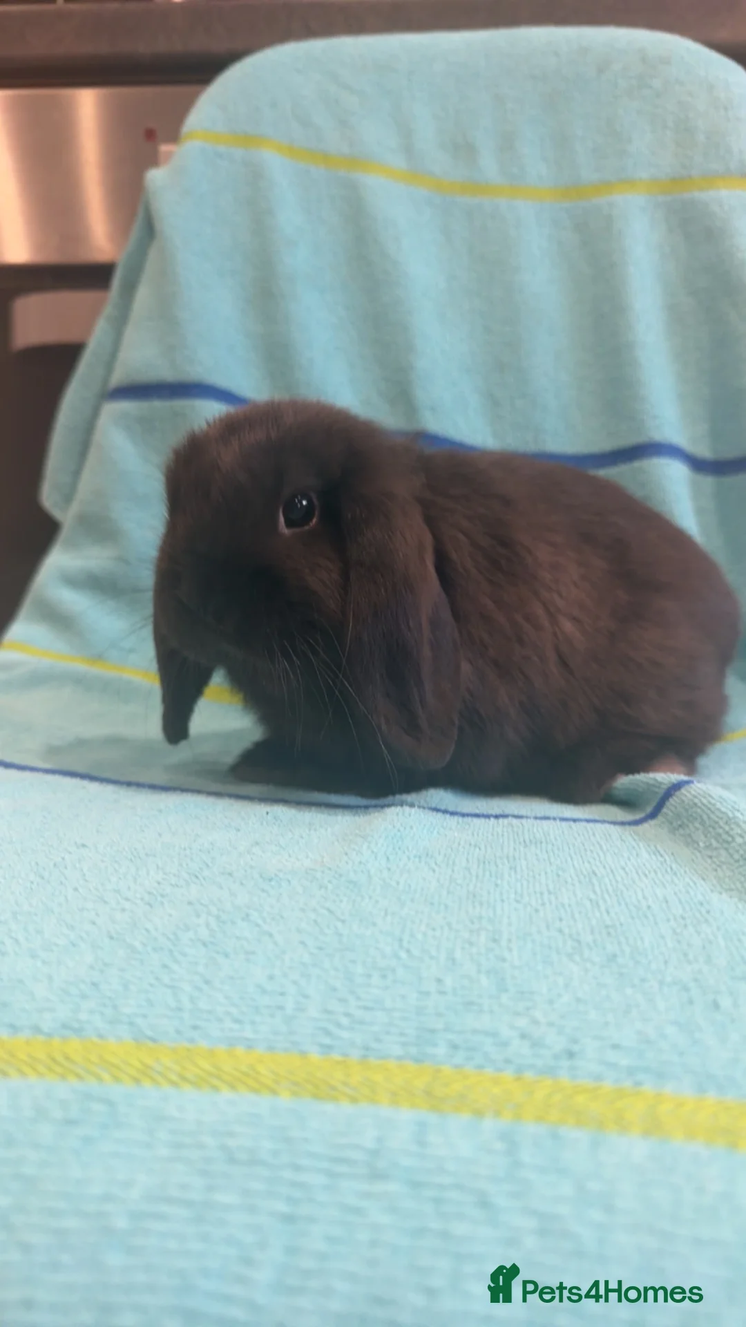 Mini Lop rabbits for sale: Pure bred mini lop babies ready now - Advert 6