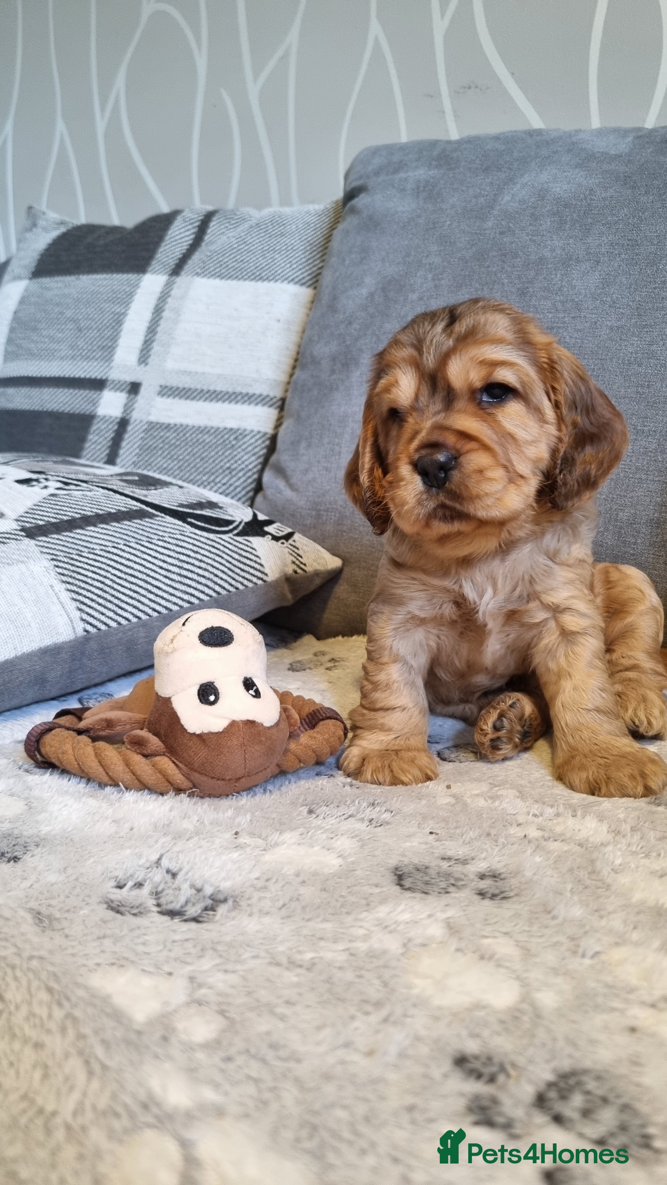 Cocker Spaniel dogs for sale: 🐾 Beautiful Show Type Cocker Spaniel Puppies - Advert 19