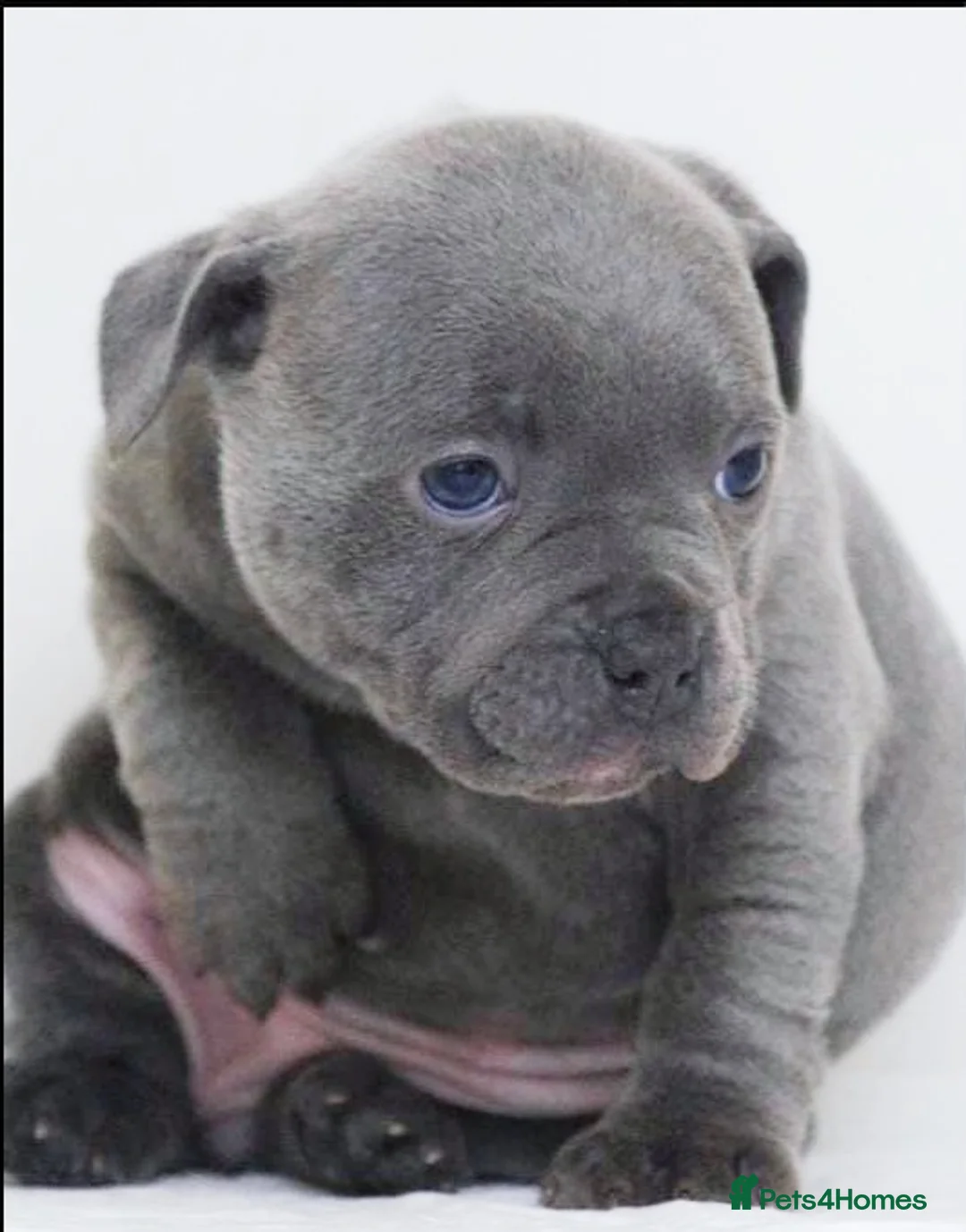 Staffordshire Bull Terrier dogs for sale: SOLID BLUE TEDDY BEAR STAFFS 💯🔥 - Advert 2