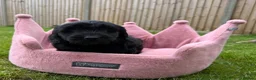 Cockapoo dogs for sale: Stunning F1 Cockapoos looking for 5⭐️ homes!  - Advert 24