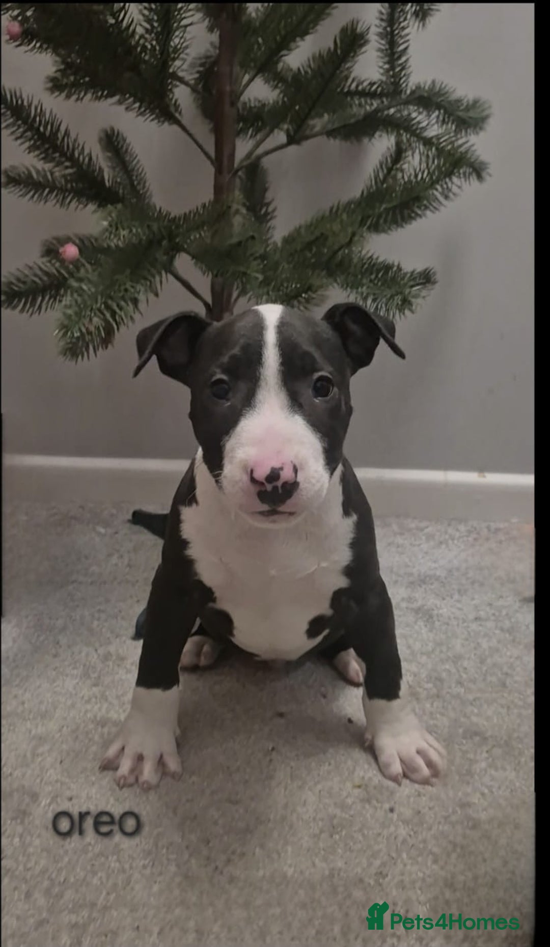 Mixed Breed dogs for sale: Staffordshire Bullterrier cross bullterrier - Advert 2