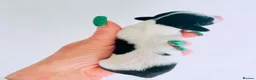 Miniature Dachshund dogs for stud: Dapple Piebald Stud 💫  - Advert 6