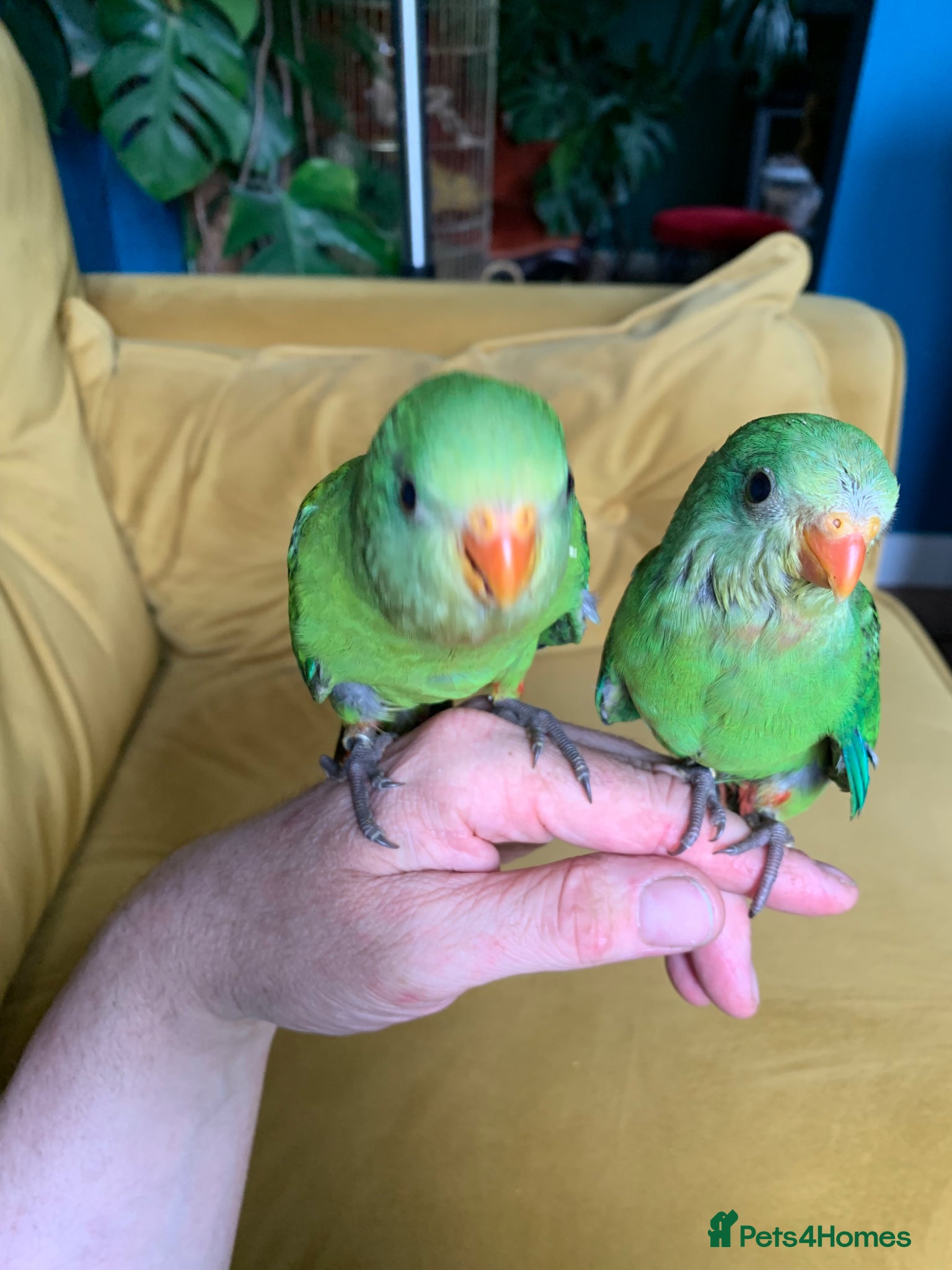 Parakeets birds RARE Baby tame superb parakeets  - Advert 11