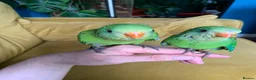 Parakeets birds for sale: RARE Baby tame superb parakeets  - Advert 1