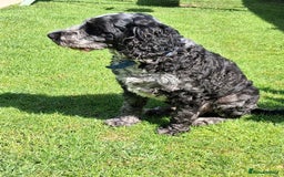 Cockapoo dogs for sale: 3 yr old male cockapoo - Image 2