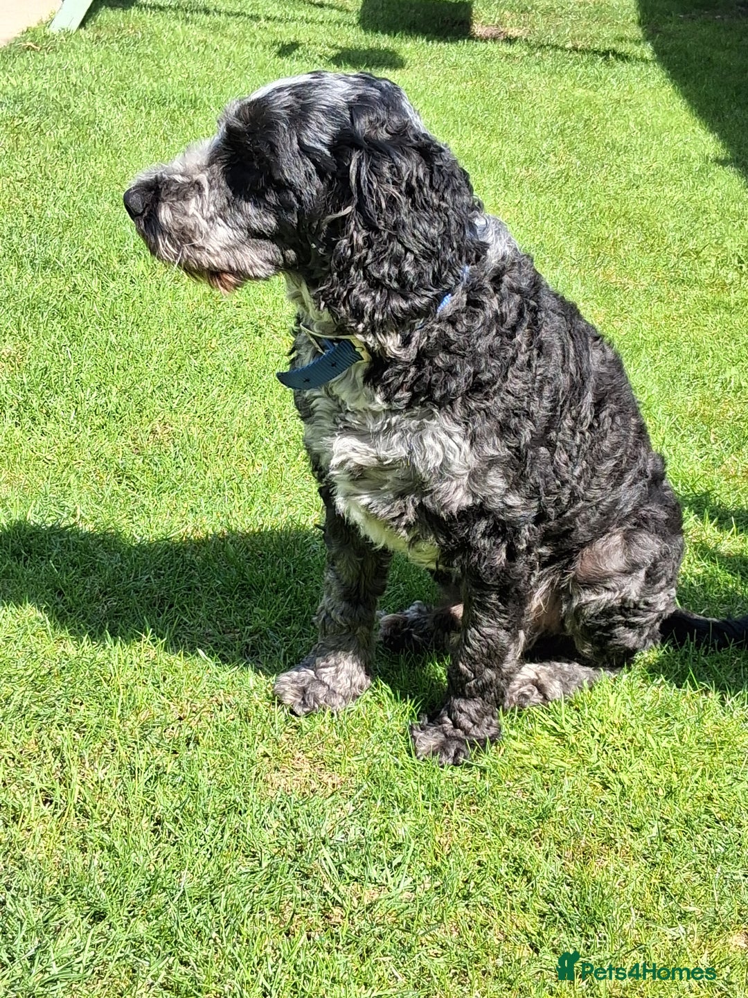 Cockapoo dogs for sale: 3 yr old male cockapoo - Image 2