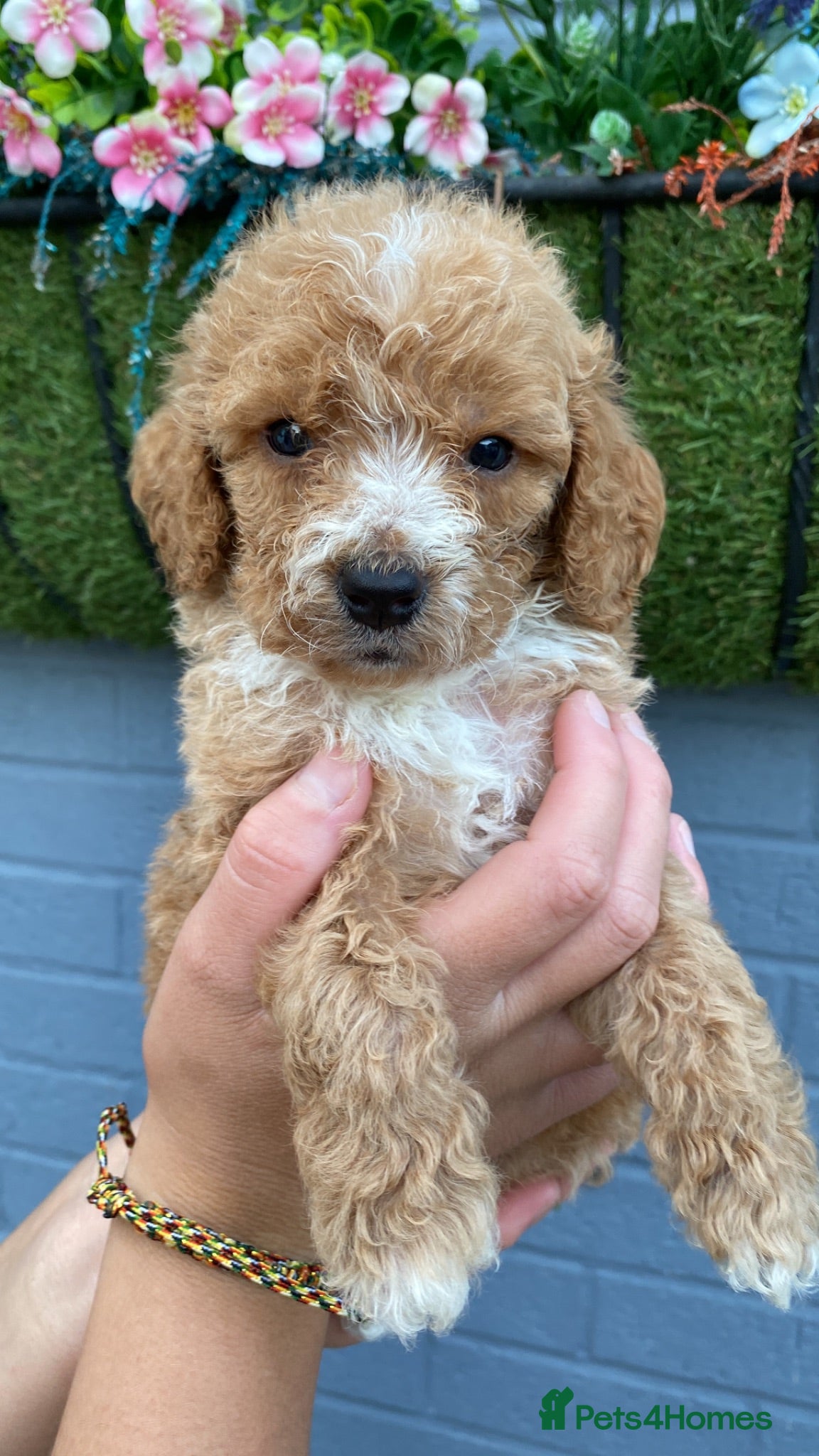 Cockapoo dogs STUNNING F1 miniature Cockapoo Puppies  - Advert 1