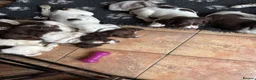 Sprocker dogs for sale: Beautiful litter of sprocker pups - Advert 12