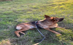 German Shepherd dogs for sale: Beautiful 1 Year Old German Shepherd For Sale - Image 5