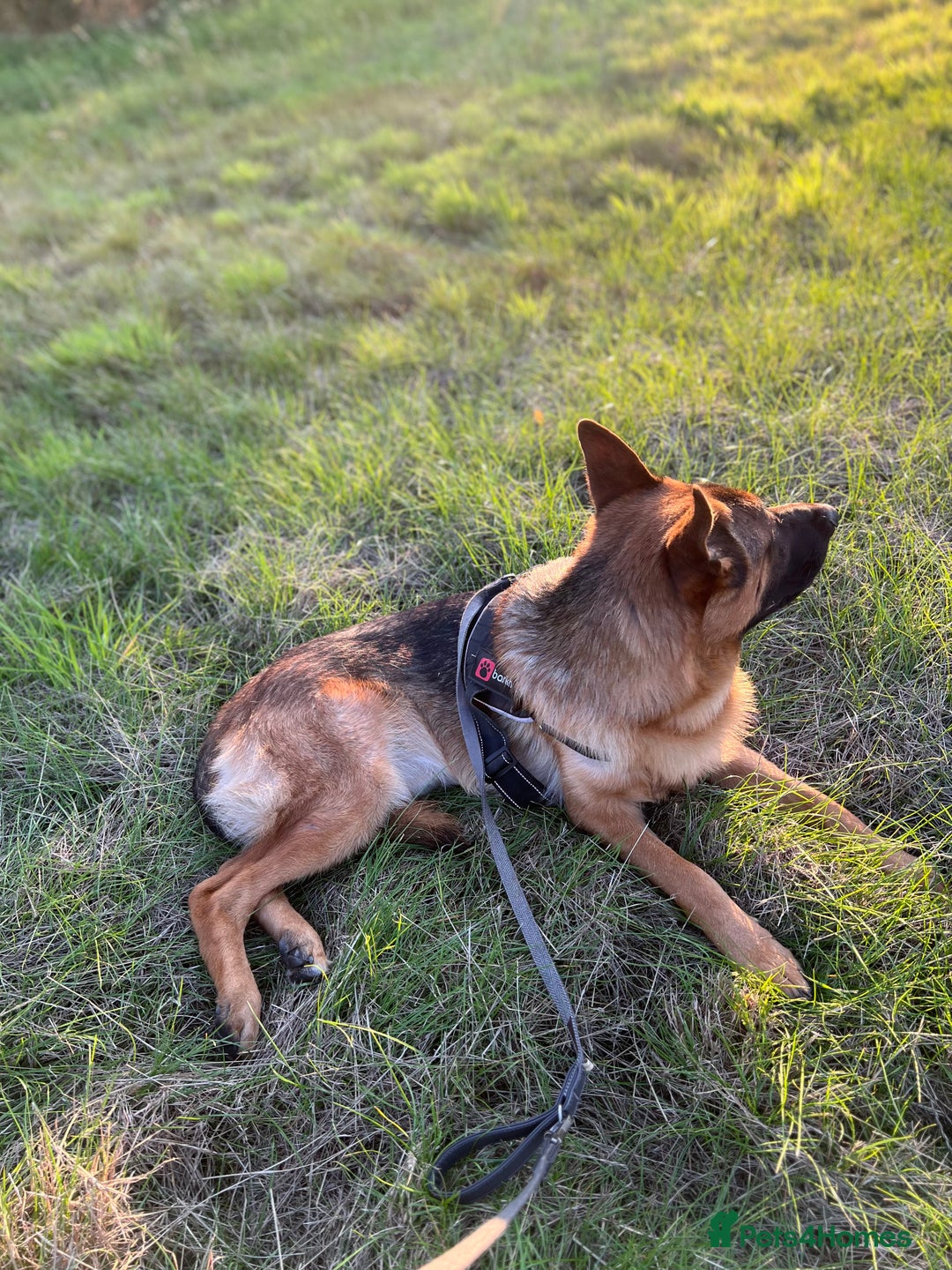 German Shepherd dogs for sale: Beautiful 1 Year Old German Shepherd For Sale - Image 5
