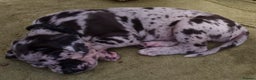 Great Dane dogs for sale: Exceptional pups, viewings welcome - Advert 14