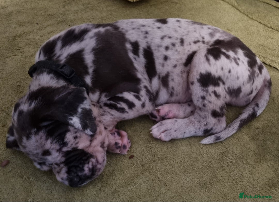 Great Dane dogs for sale: Exceptional pups, viewings welcome - Advert 14