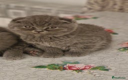 British Shorthair cats for sale: Scottish paddlefish  - Image 7