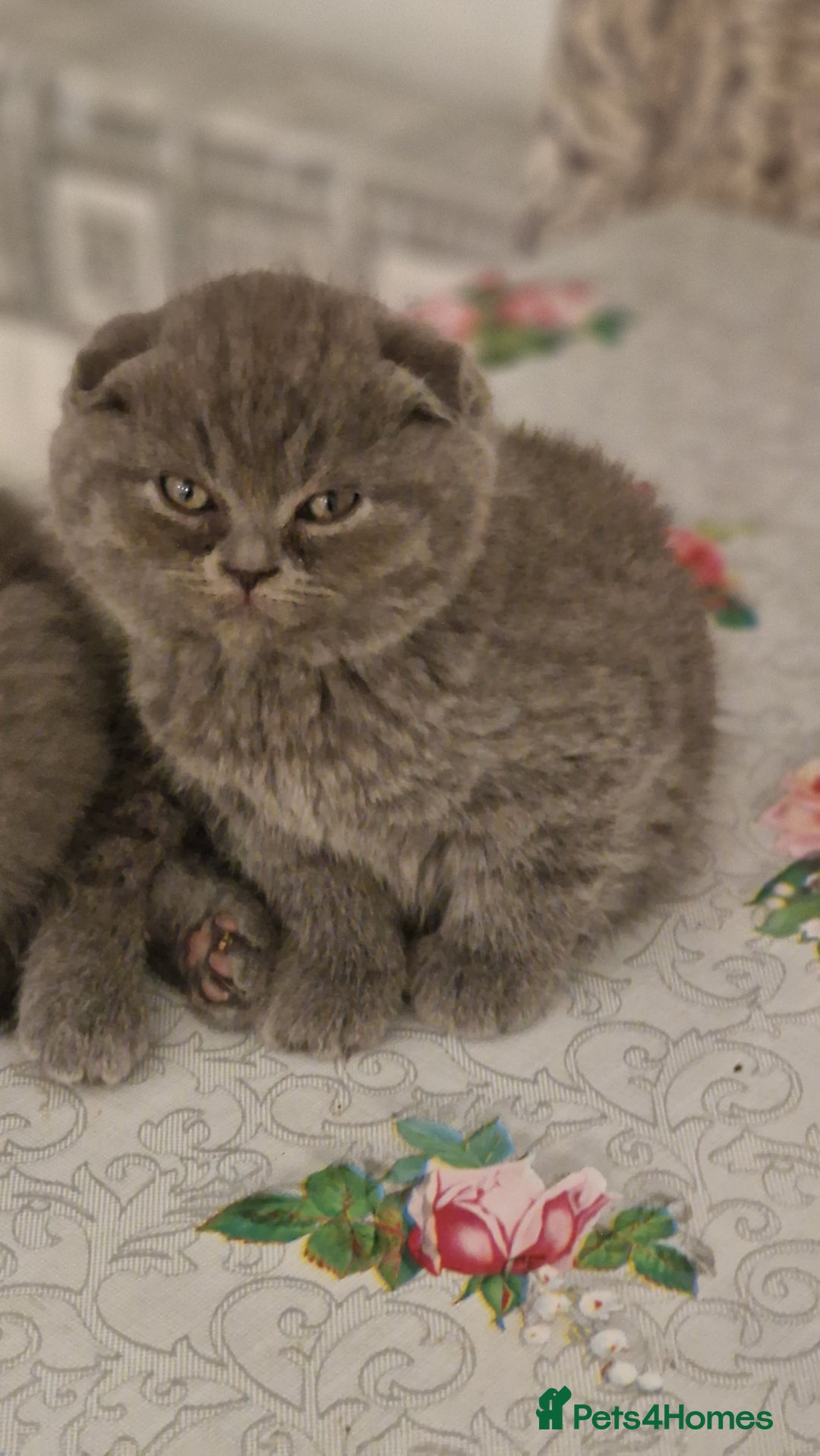 British Shorthair cats for sale: Scottish paddlefish  - Image 7